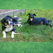 Two happy dogs in the grass.