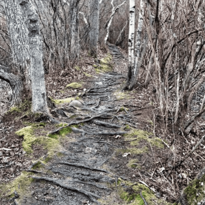Trail in the woods.